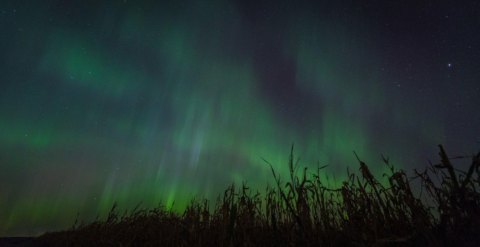 Aurora Borealis in corn field in Minnesota